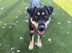 Shelter Stray Male Dog last seen , 3201 Lacy St, Los Angeles, CA 90031, USA
