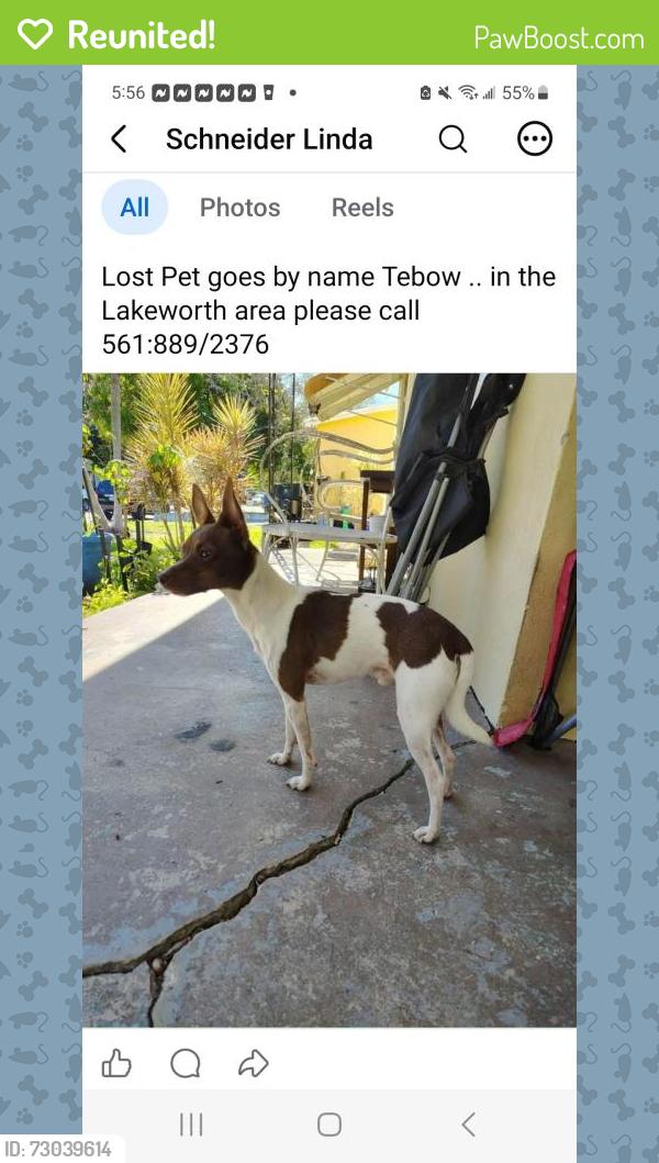 Reunited Male Dog last seen S.J street , Lake Worth Beach, FL 33460