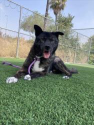 Shelter Stray Male Dog last seen , 3201 Lacy St, Los Angeles, CA 90031, USA