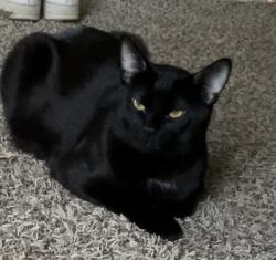 Lost Male Cat last seen Rio Vista Dr, Colorado Springs, CO 80917