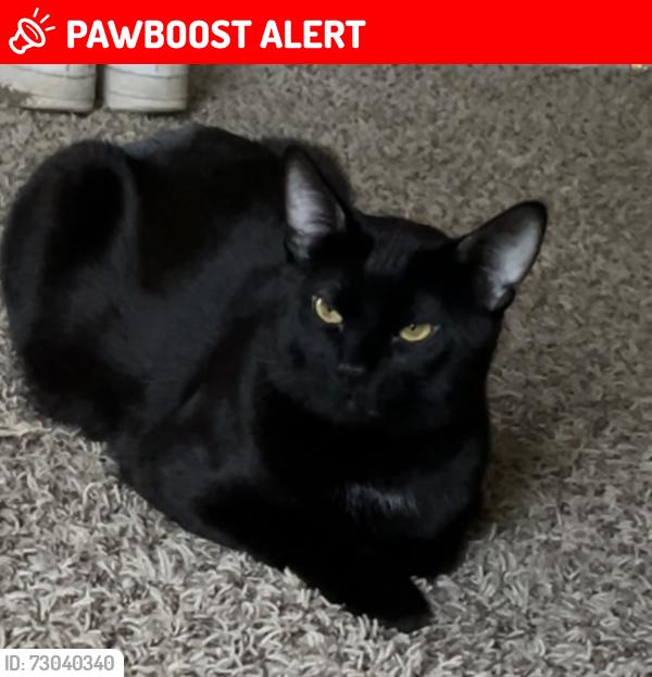 Lost Male Cat last seen Rio Vista Dr, Colorado Springs, CO 80917