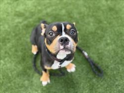 Shelter Stray Female Dog last seen , 3201 Lacy St, Los Angeles, CA 90031, USA