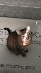 Lost Female Cat last seen Sigman Road , Conyers, GA 30012