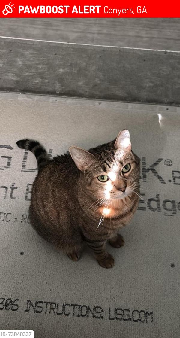Lost Female Cat last seen Sigman Road , Conyers, GA 30012