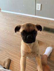 Found/Stray Male Dog last seen Johns Dr DeSoto Tx 75115, DeSoto, TX 75115