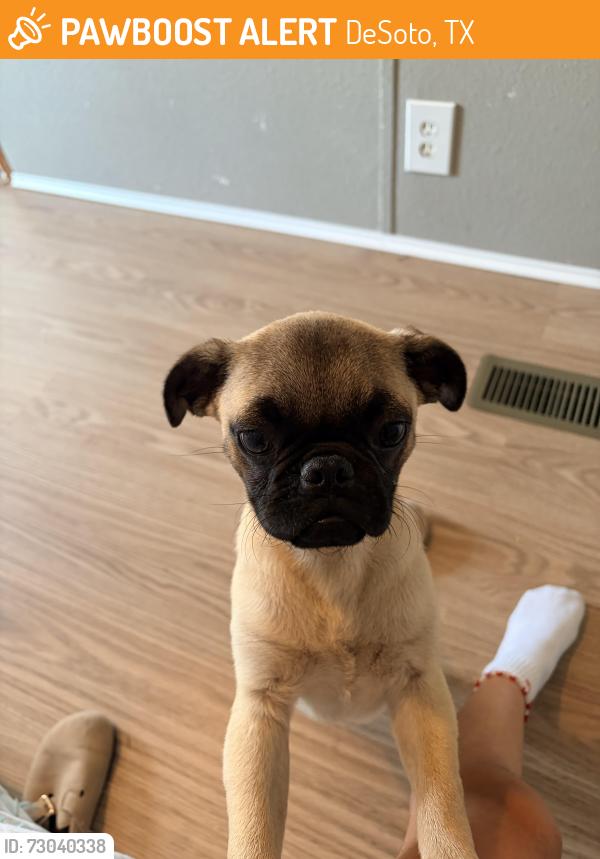 Found/Stray Male Dog last seen Johns Dr DeSoto Tx 75115, DeSoto, TX 75115