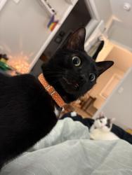 Lost Female Cat last seen 9th view, Little Bay Ave, and West Ocean View, Norfolk, VA 23503