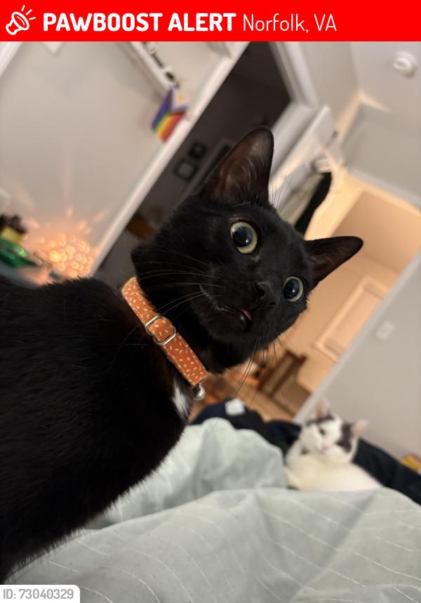 Lost Female Cat last seen 9th view, Little Bay Ave, and West Ocean View, Norfolk, VA 23503