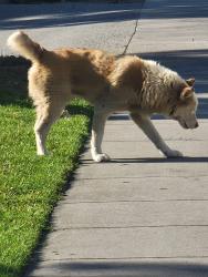 Lost Male Dog last seen Vine Ave, Ontario, CA 91762
