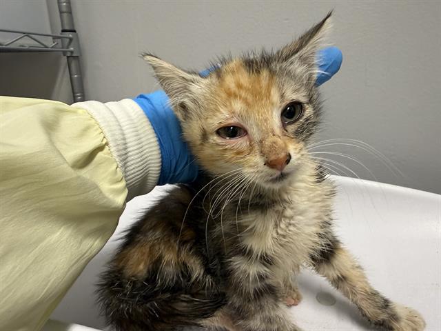 Shelter Stray Female Cat last seen Near BLOCK 64TH AVE S, KENT WA 98032, 21615 64th Ave S, Kent, WA 98032, USA