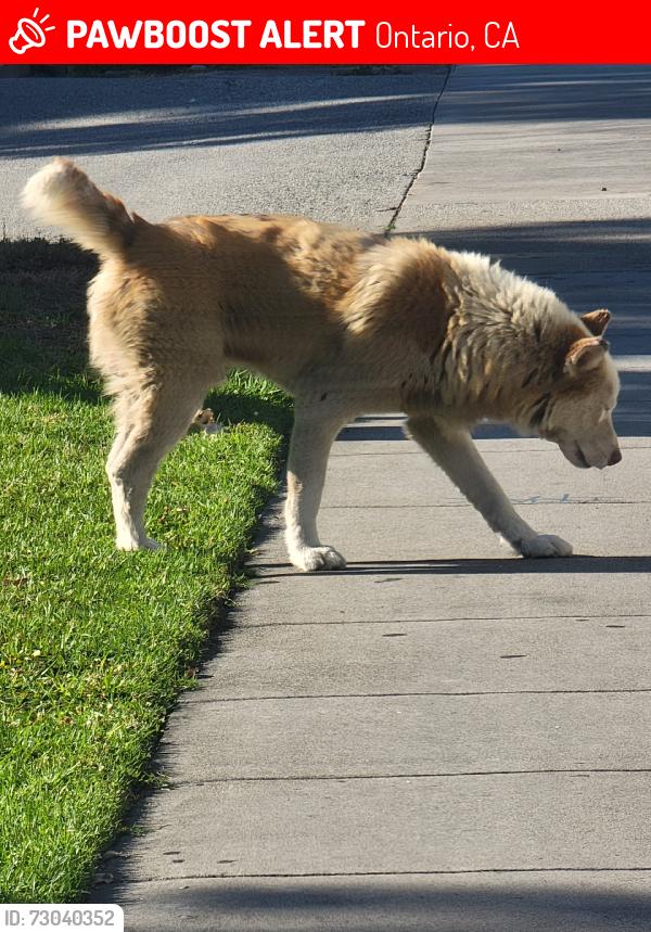 Lost Male Dog last seen Vine Ave, Ontario, CA 91762