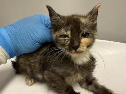 Shelter Stray Female Cat last seen Near BLOCK 64TH AVE S, KENT WA 98032, 21615 64th Ave S, Kent, WA 98032, USA