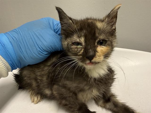 Shelter Stray Female Cat last seen Near BLOCK 64TH AVE S, KENT WA 98032, 21615 64th Ave S, Kent, WA 98032, USA