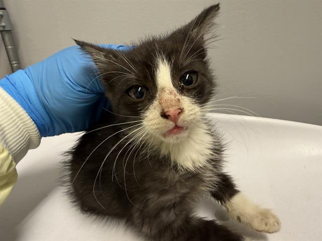 Shelter Stray Male Cat last seen Near BLOCK 64TH AVE S, KENT WA 98032, 21615 64th Ave S, Kent, WA 98032, USA