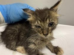 Shelter Stray Female Cat last seen Near BLOCK 64TH AVE S, KENT WA 98032, 21615 64th Ave S, Kent, WA 98032, USA