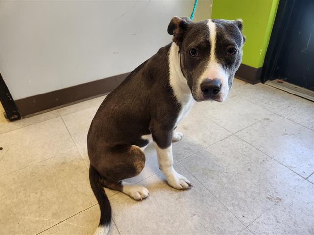 Shelter Stray Female Dog last seen Near BLOCK INTERNATIONAL BLVD, SEATAC WA 98188, 21615 64th Ave S, Kent, WA 98032, USA