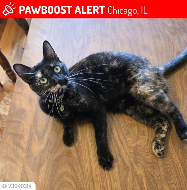 Lost Female Cat last seen 65th and California  (Chicago Lawn, 60629), Chicago, IL 60612