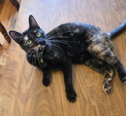 Lost Female Cat last seen 65th and California  (Chicago Lawn, 60629), Chicago, IL 60612