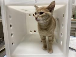 Shelter Stray Female Cat last seen Near BLOCK N 41ST ST, 3839 W Burnham St, West Milwaukee, WI 53215, USA