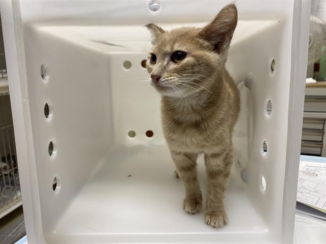 Shelter Stray Female Cat last seen Near BLOCK N 41ST ST, 3839 W Burnham St, West Milwaukee, WI 53215, USA