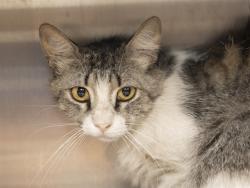 Shelter Stray Female Cat last seen FIRE STATION 59, 5501 E Van Buren St, Phoenix, AZ 85008, USA