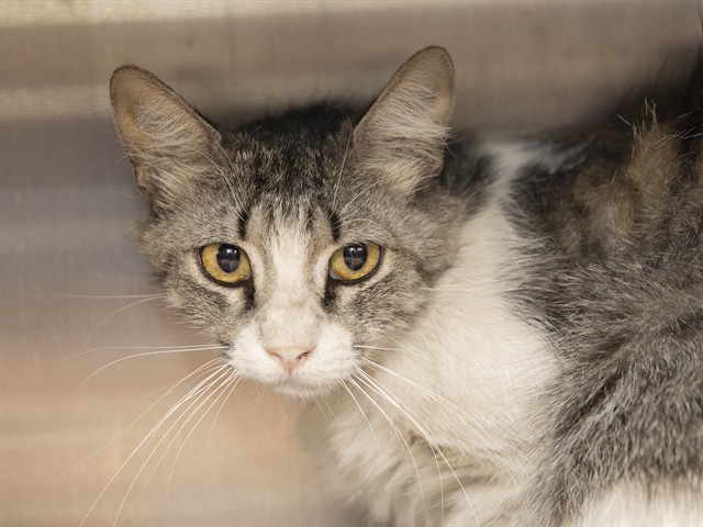 Shelter Stray Female Cat last seen FIRE STATION 59, 5501 E Van Buren St, Phoenix, AZ 85008, USA