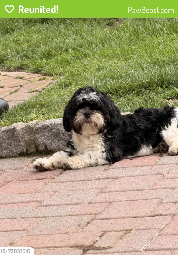 Reunited Female Dog last seen Pioneer st , Brentwood, NY 11722