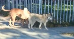 Found/Stray Unknown Dog last seen Atlantic and gage, Bell, CA 90201