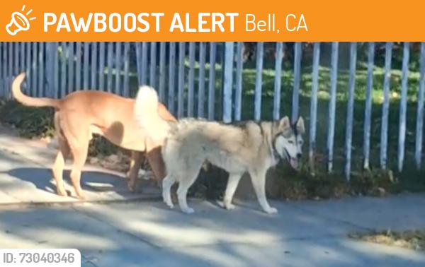 Found/Stray Unknown Dog last seen Atlantic and gage, Bell, CA 90201