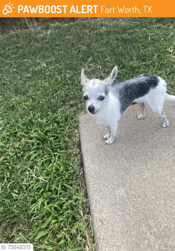Found/Stray Female Dog last seen Wildflower Way, Fort Worth, TX 76123