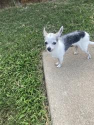 Found/Stray Female Dog last seen Wildflower Way, Fort Worth, TX 76123