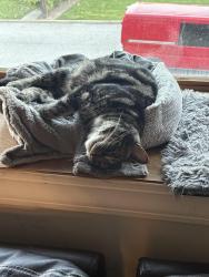 Reunited Male Cat last seen Connetquot Ave. and Bellmore Ave., Islip Terrace, NY 11752