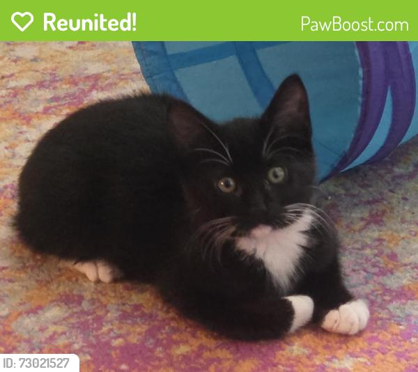 Reunited Male Cat last seen California Ave and Frontenac Street, Seattle, WA 98136