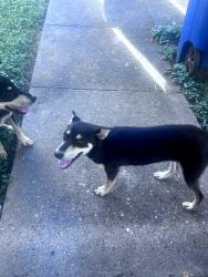 Lost Unknown Dog last seen Capitan Dr & WilderRock Corpus Christi, Tx, Corpus Christi, TX 78414