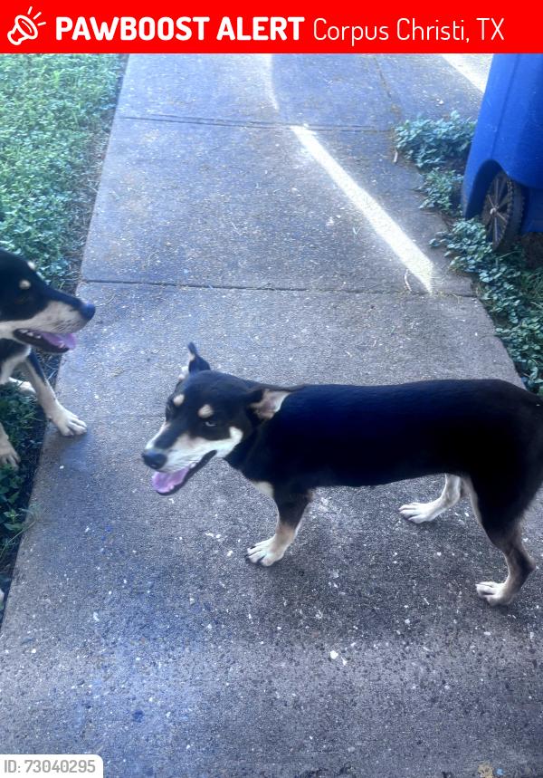 Lost Unknown Dog last seen Capitan Dr & WilderRock Corpus Christi, Tx, Corpus Christi, TX 78414