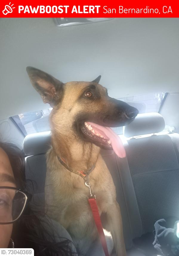 Lost Male Dog last seen Sepulveda , San Bernardino, CA 92415