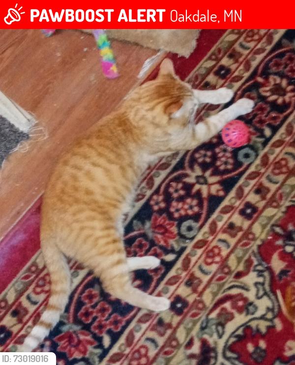 Lost Male Cat last seen Dairy Queen Highway 36 and Century AVE(120), Oakdale, MN 55128