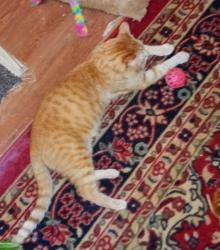Lost Male Cat last seen Dairy Queen Highway 36 and Century AVE(120), Oakdale, MN 55128