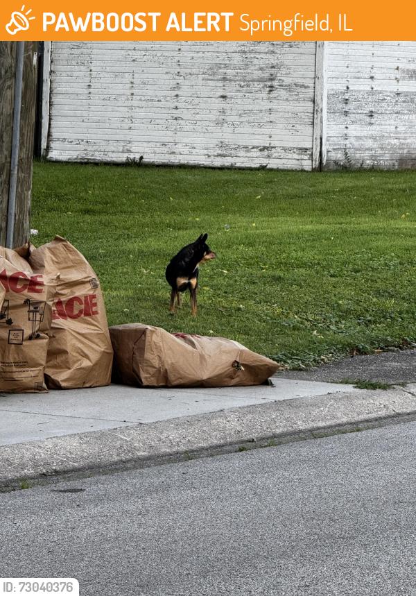 Found/Stray Unknown Dog last seen Monroe and mcaurthur , Springfield, IL 62704
