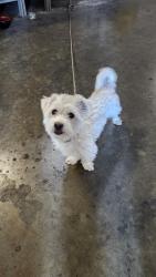 Found/Stray Male Dog last seen Cherry, Fontana, CA 92337