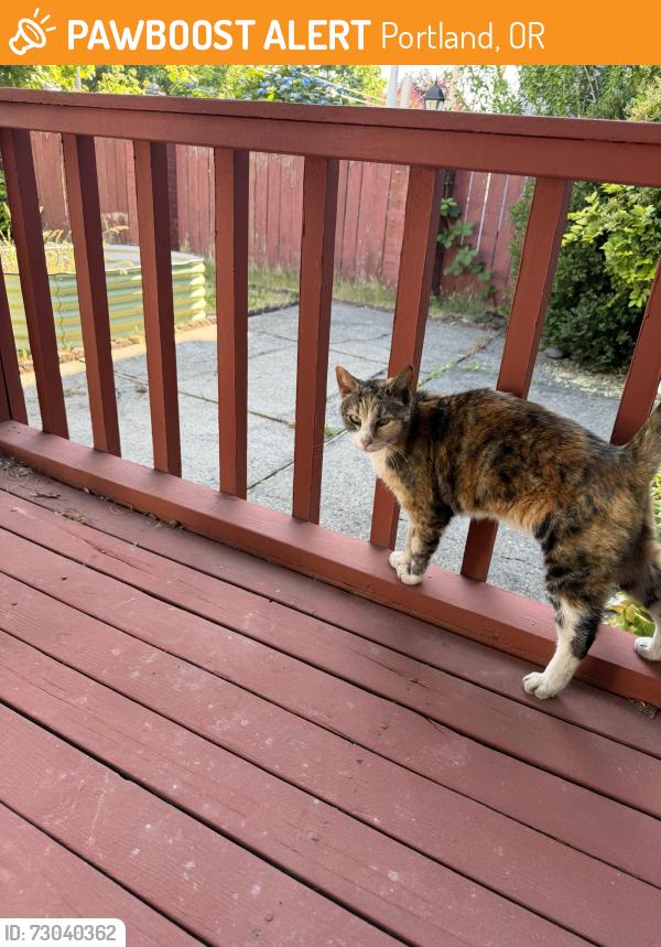 Found/Stray Female Cat last seen SE 70th and Cora, Portland, OR 97206
