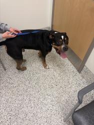 Found/Stray Male Dog last seen By locals dispensary, Columbus, OH 43201