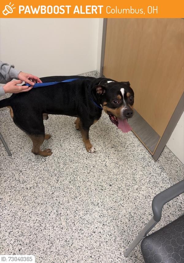 Found/Stray Male Dog last seen By locals dispensary, Columbus, OH 43201