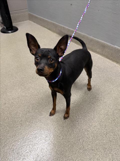 Shelter Stray Male Dog last seen Near BLOCK NOLINAS ST, LAS VEGAS NV 89141, 655 N Mojave Rd, Las Vegas, NV 89101, USA