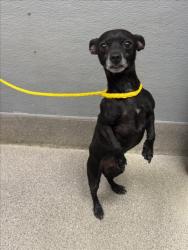 Shelter Stray Male Dog last seen Near BLOCK DUNBECK CT, LAS VEGAS NV 89156, 655 N Mojave Rd, Las Vegas, NV 89101, USA