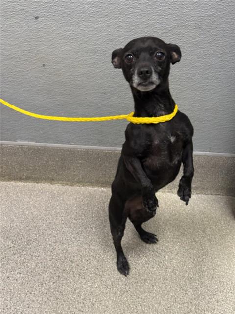 Shelter Stray Male Dog last seen Near BLOCK DUNBECK CT, LAS VEGAS NV 89156, 655 N Mojave Rd, Las Vegas, NV 89101, USA
