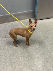 Shelter Stray Female Dog last seen Near BLOCK E RUSSELL RD, LAS VEGAS NV 89122, 655 N Mojave Rd, Las Vegas, NV 89101, USA