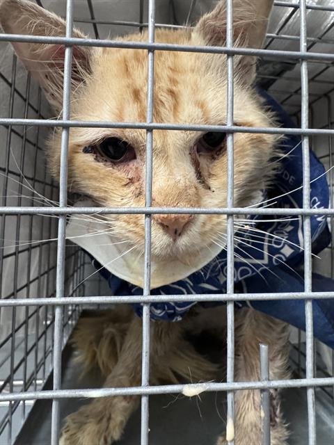Shelter Stray Male Cat last seen Near BLOCK N 23RD ST #2, LAS VEGAS NV 89101, 655 N Mojave Rd, Las Vegas, NV 89101, USA