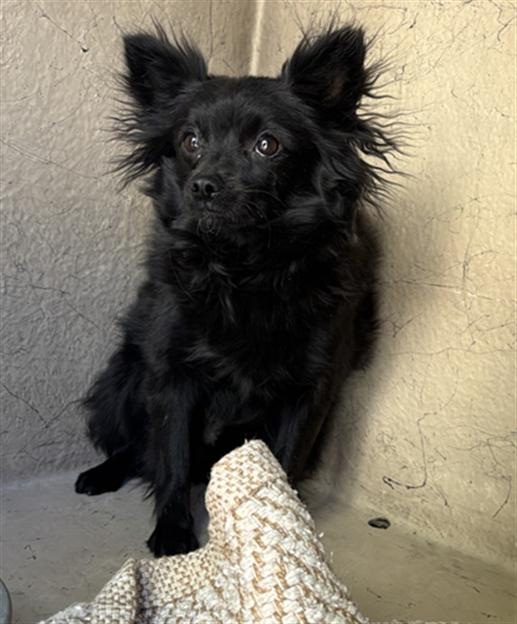 Shelter Stray Unknown Dog last seen Near BLOCK COTSWOLD ST, LAS VEGAS NV 89129, 655 N Mojave Rd, Las Vegas, NV 89101, USA