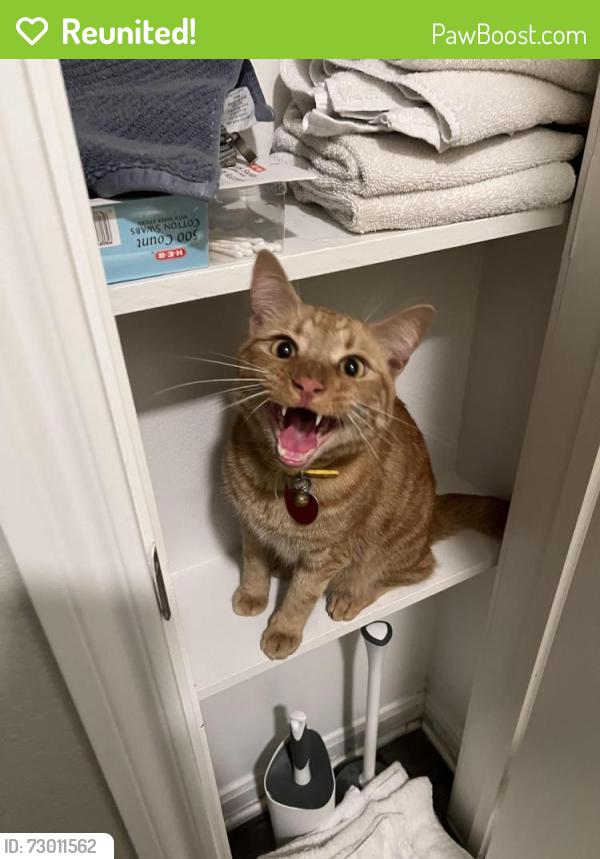 Reunited Male Cat last seen Toscana apmts, Austin, TX 78750